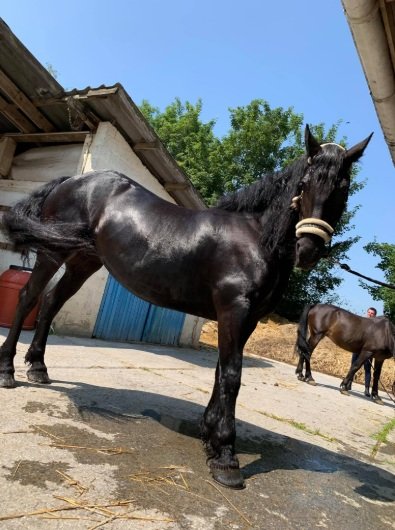 Une mise en page conviviale et accueillante mettant en scène une passion pour les cheveaux. Le billet de blog doit se concentrer sur un aspect spécifique du monde de l'équitation, avec des visuels attrayants et un texte clair et informatif.