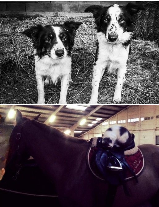 Un chat et deux chiens dans un ranch